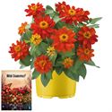 Afbeelding van Ms P12 Zinnia belize scarlet